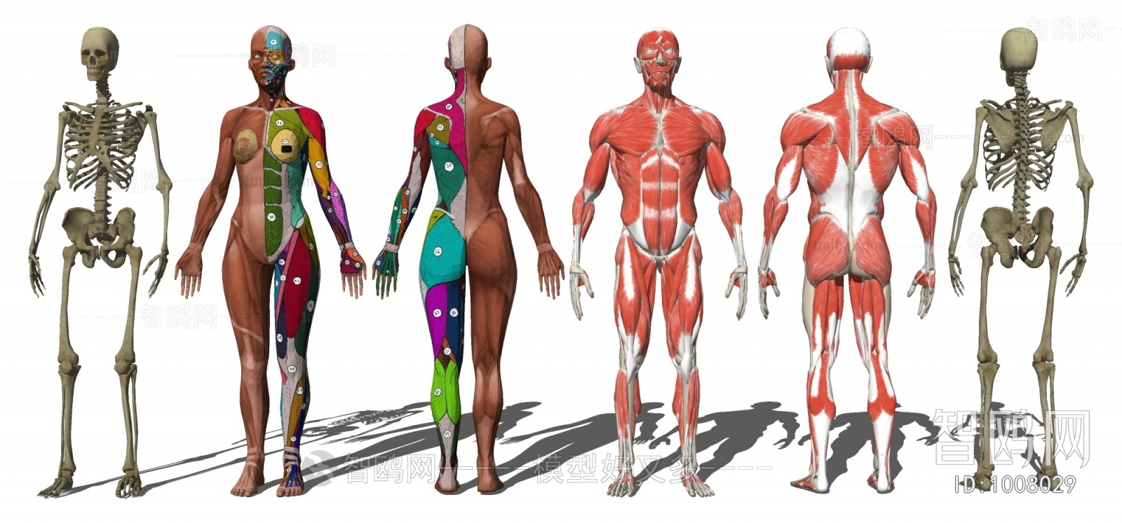 现代医用人体肌肉结构器材设备