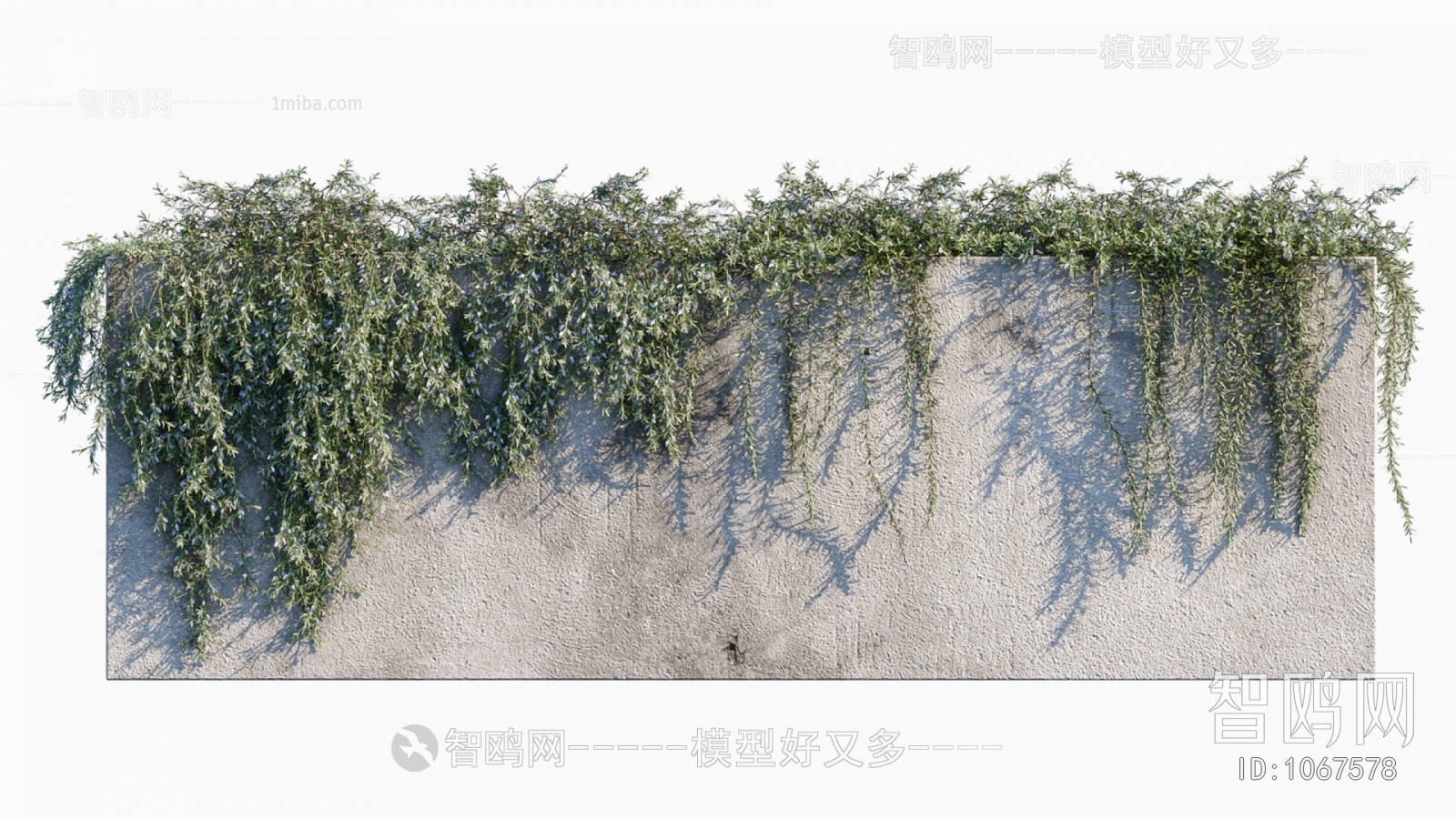 现代绿植 藤蔓 迷迭香