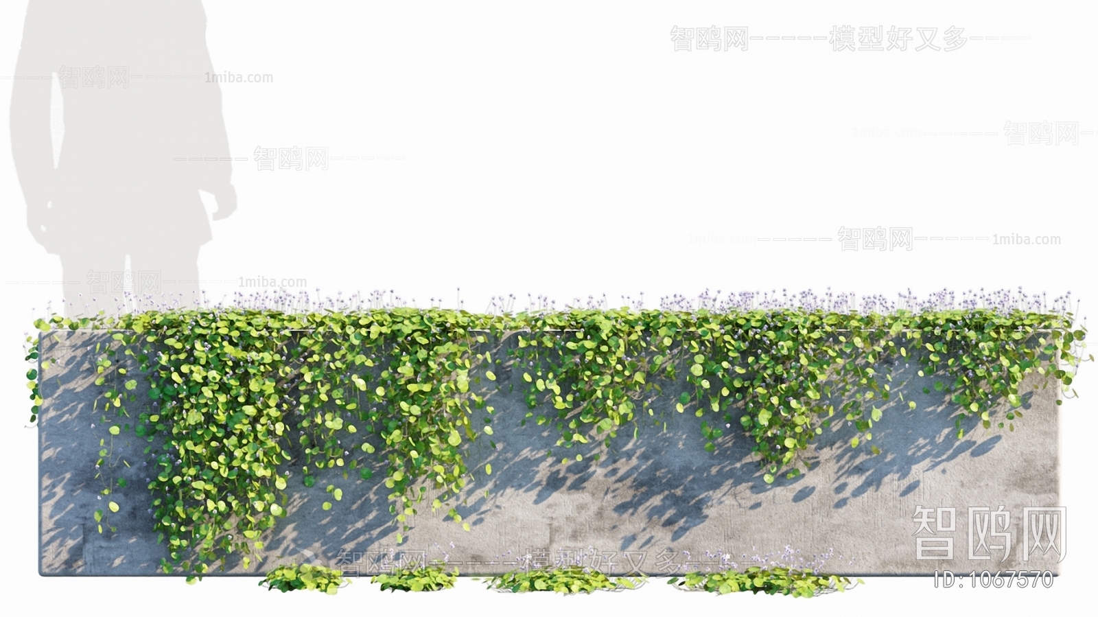 现代绿植縢蔓 植物墙 肾叶堇