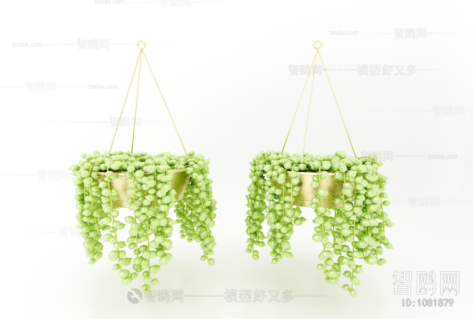 Modern Chlorophytum Comosum