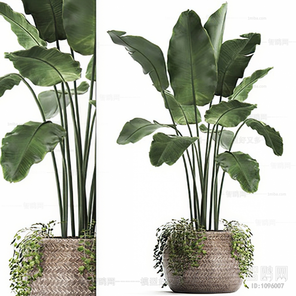 Modern Potted Green Plant