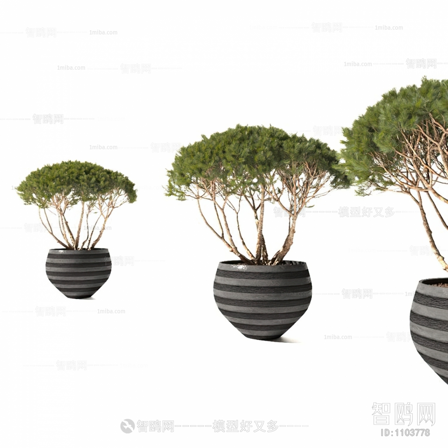 Modern Shrubbery