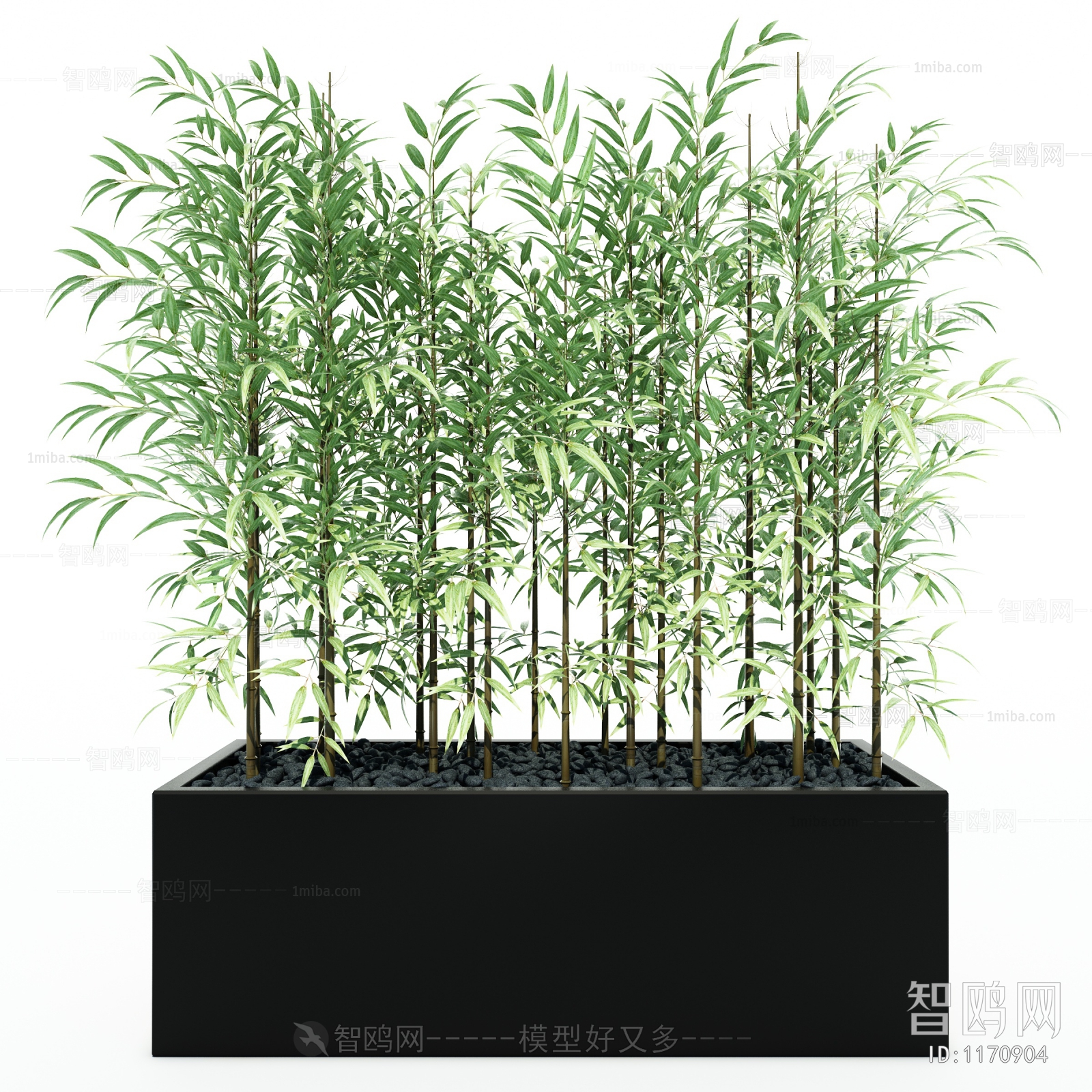 现代竹子盆栽
