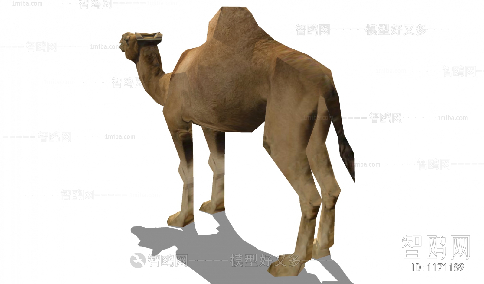现代单峰骆驼