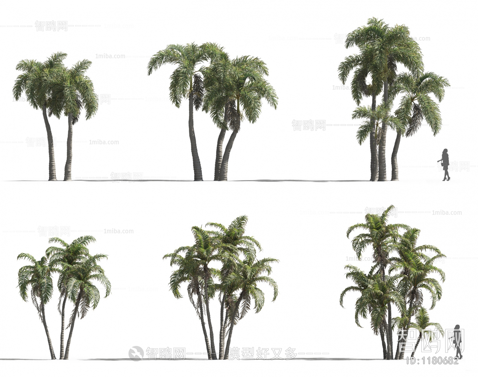 现代热带植物，树木组合