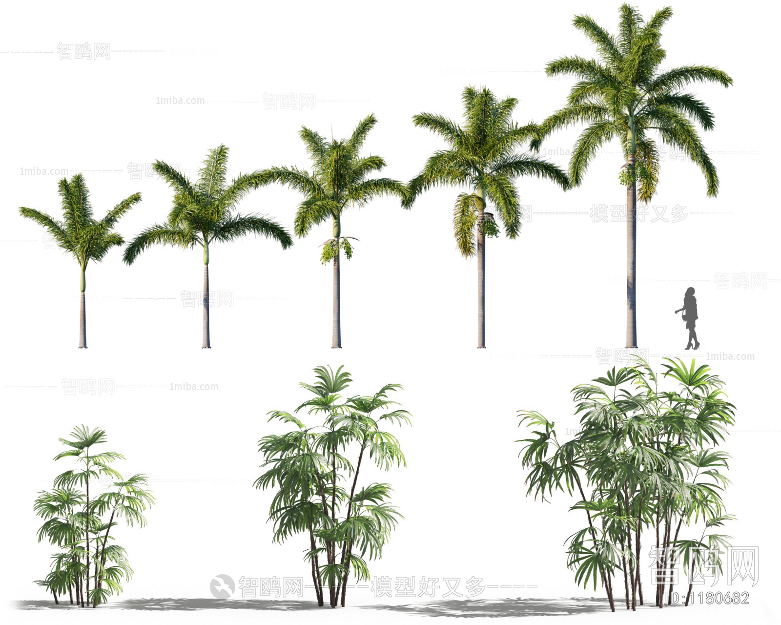 现代热带植物，树木组合