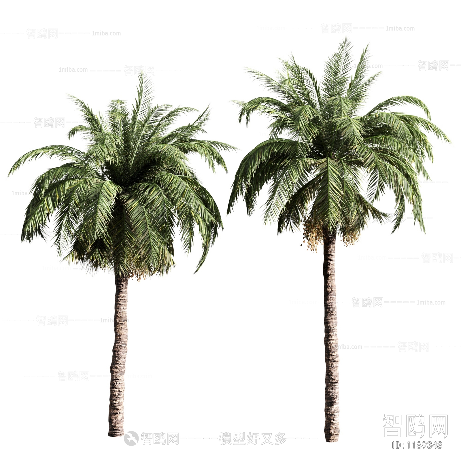 现代棕榈树，热带植物3D模型下载