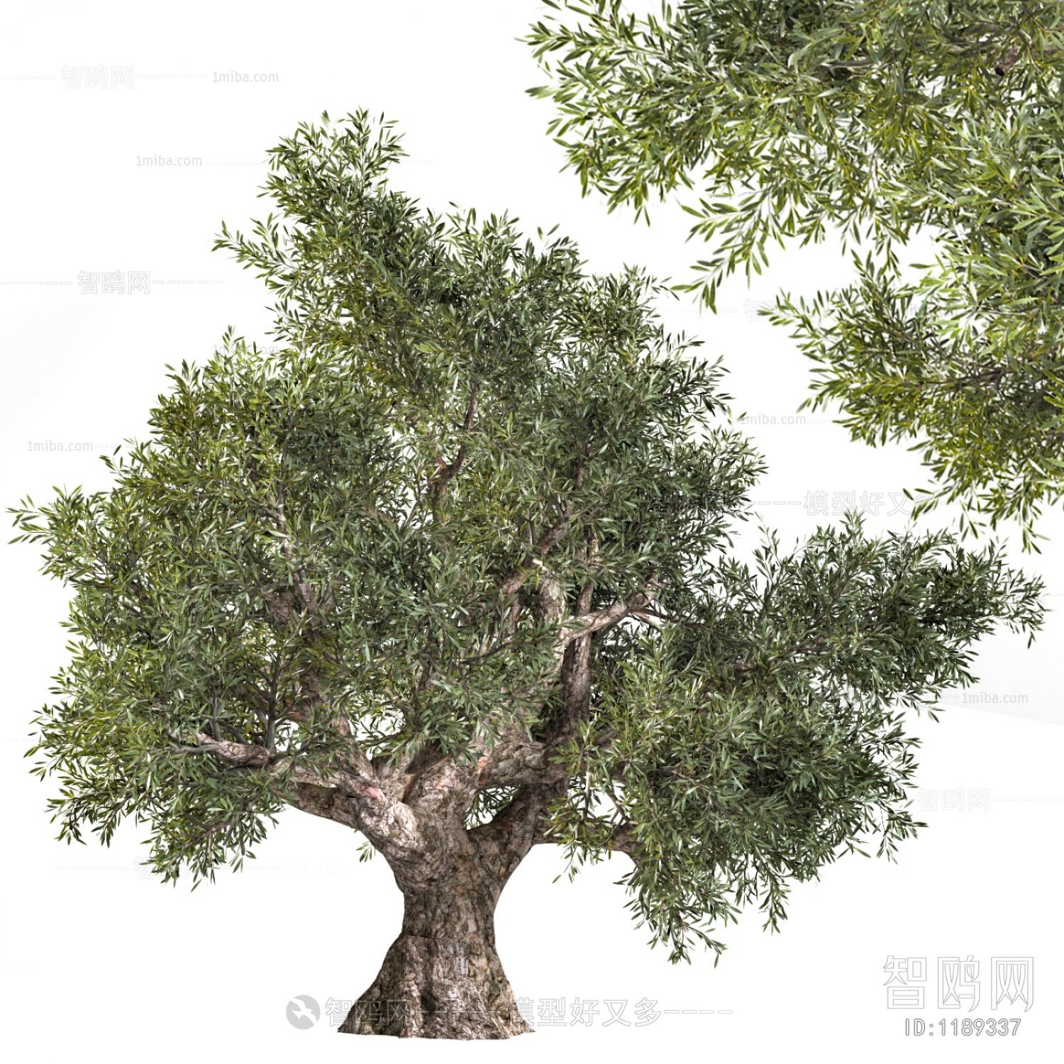 现代橄榄树，果树