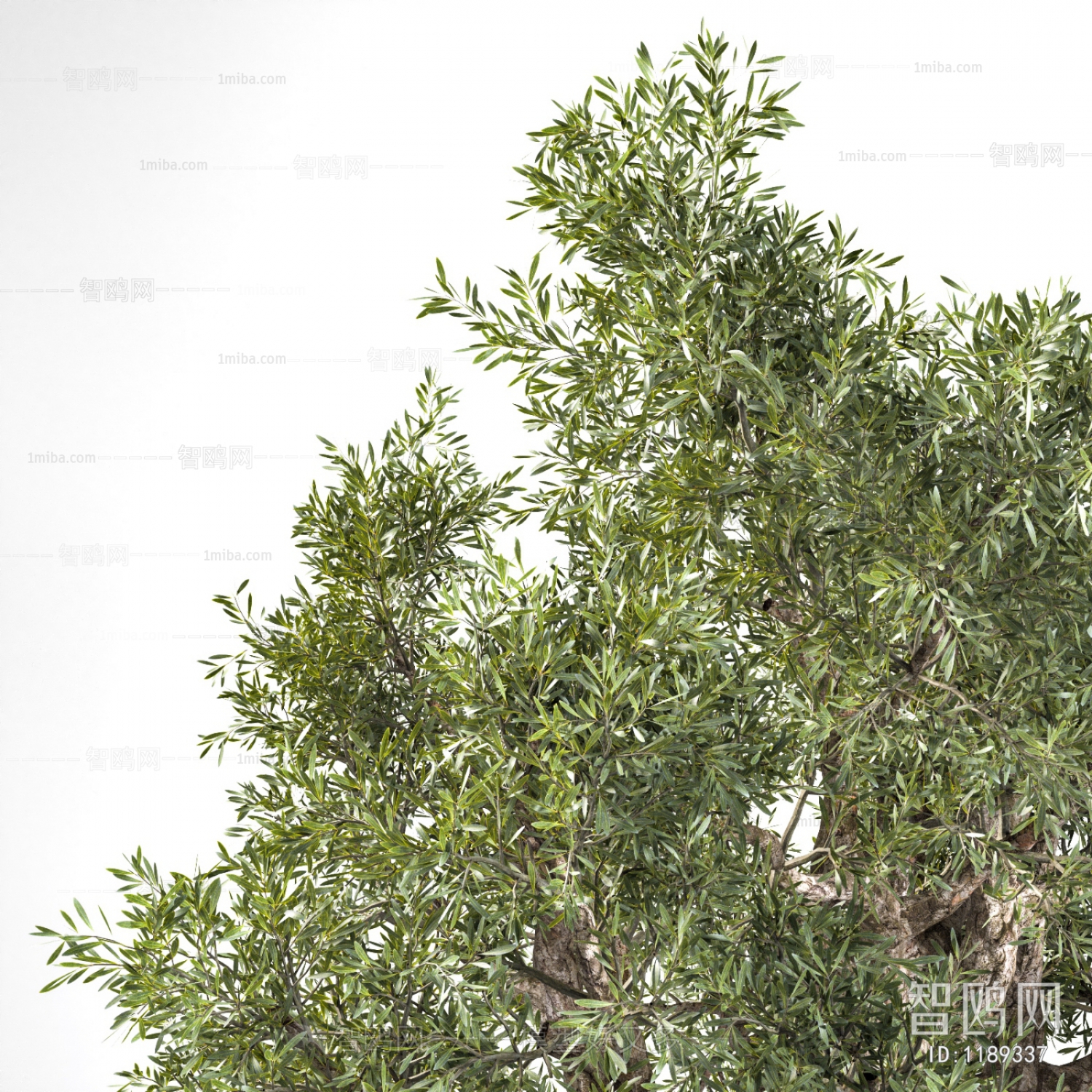 现代橄榄树，果树