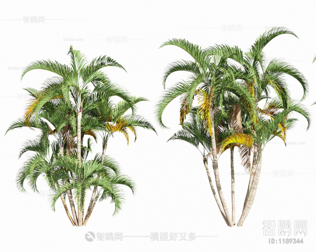 现代椰树，热带植物