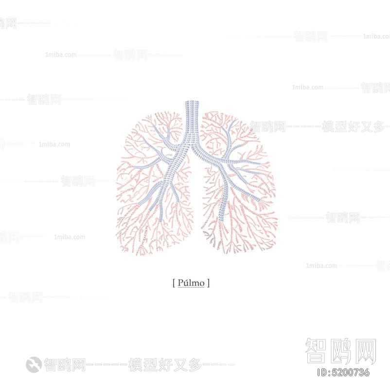 人体呼吸系统贴图