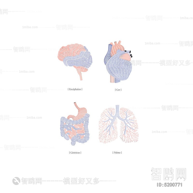 人体器官装饰画