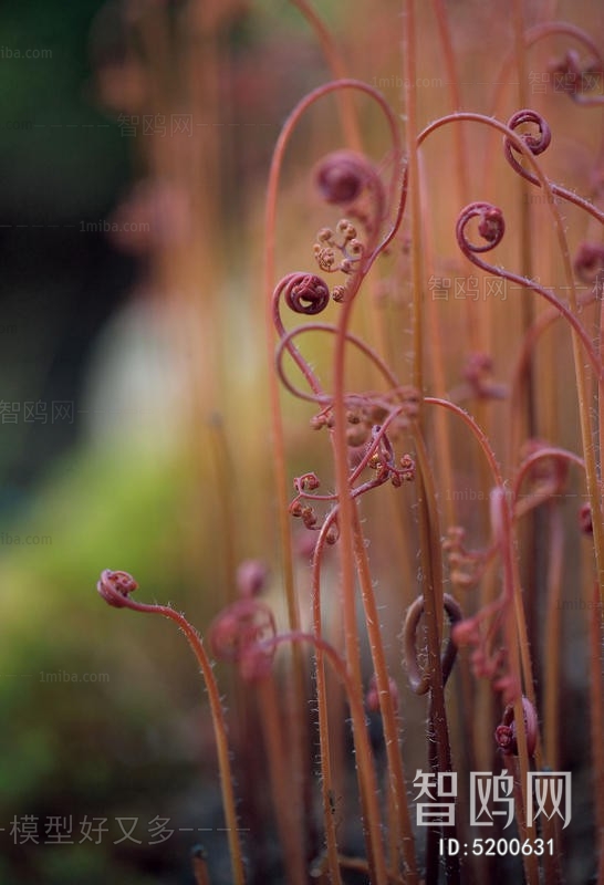 植物装饰画