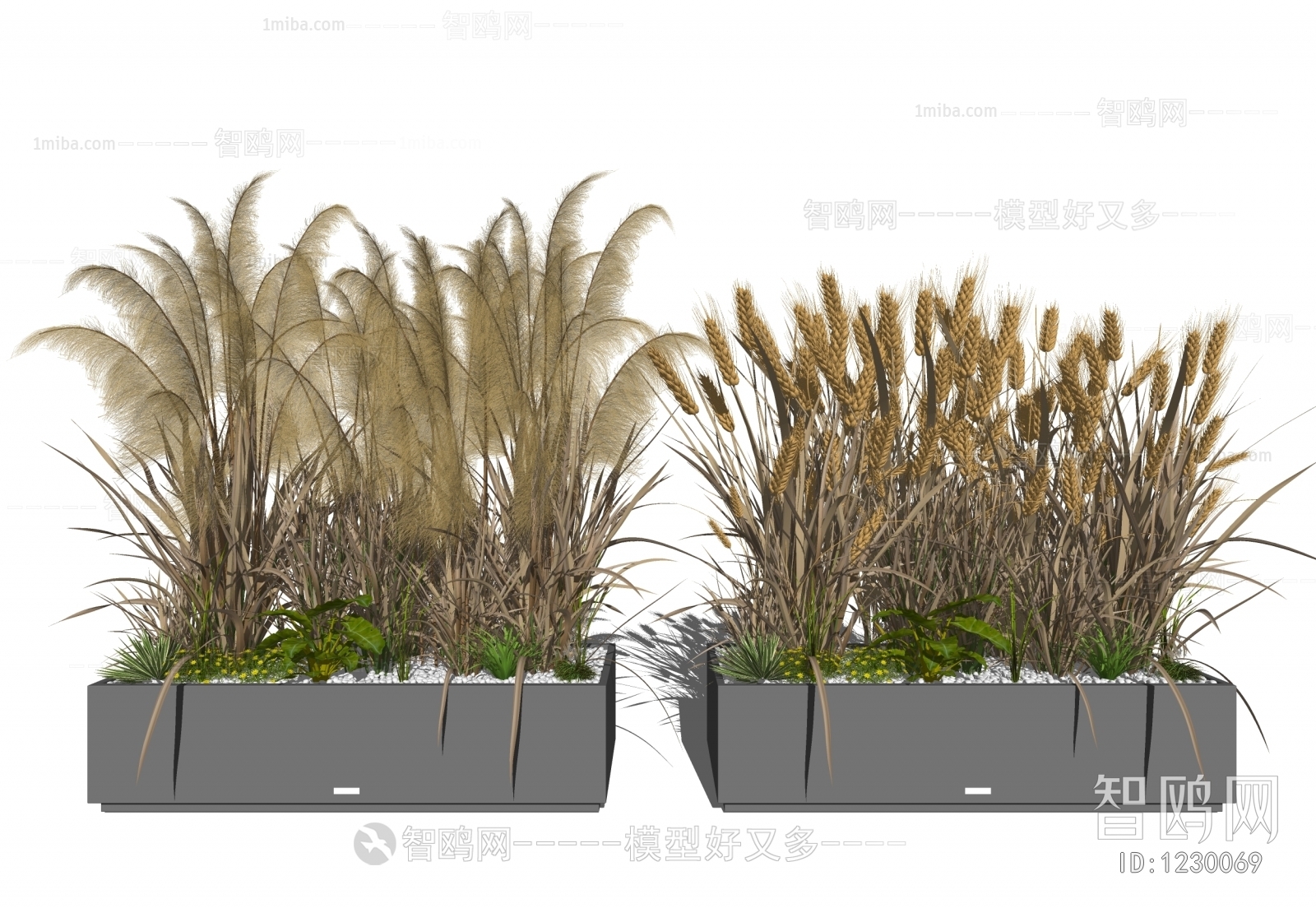 现代芦苇草、小麦植物盆栽