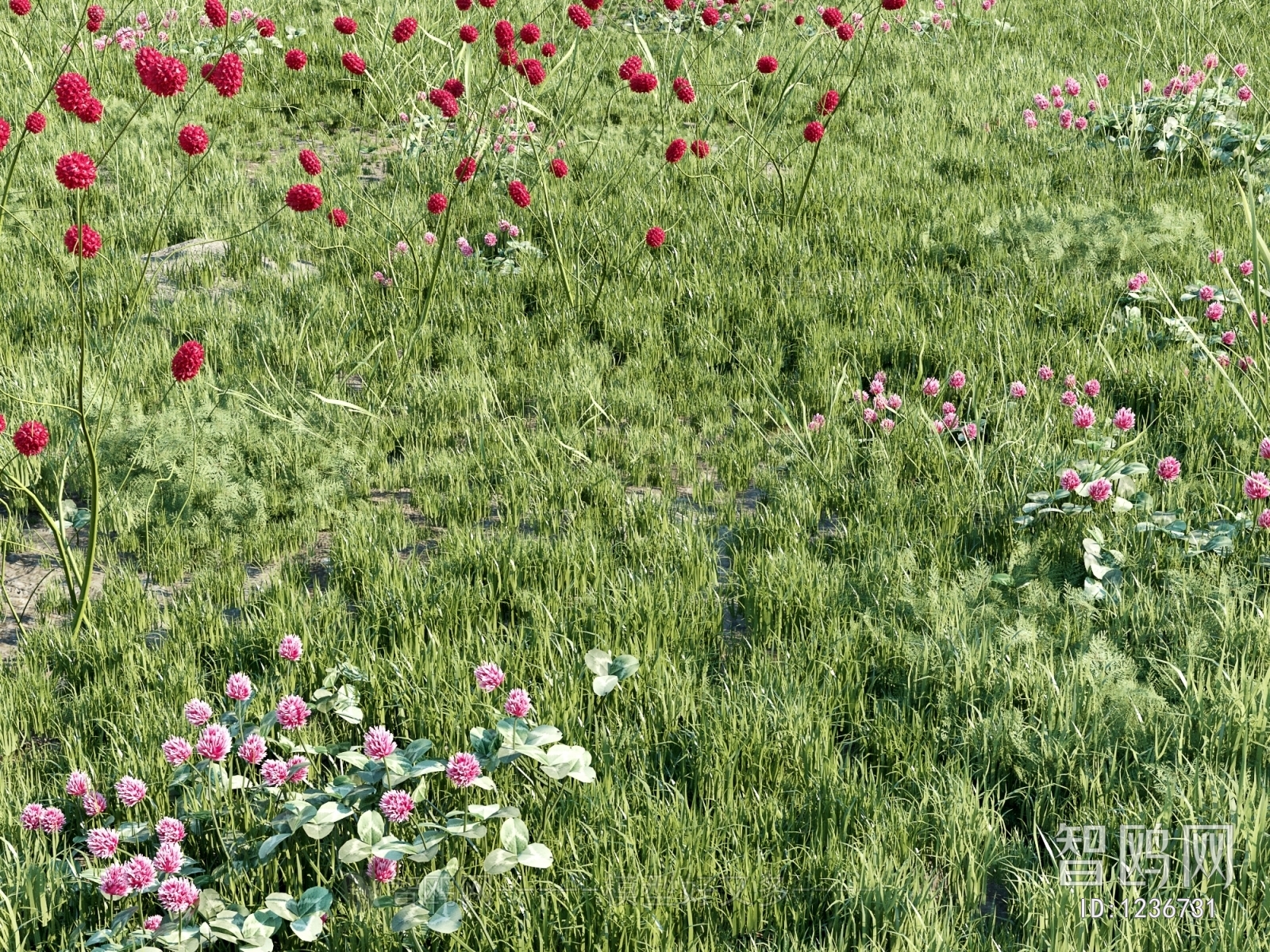 Modern Flowers And Grass