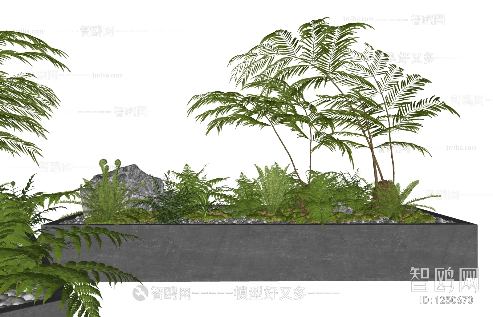 现代植物盆栽、蕨类盆景