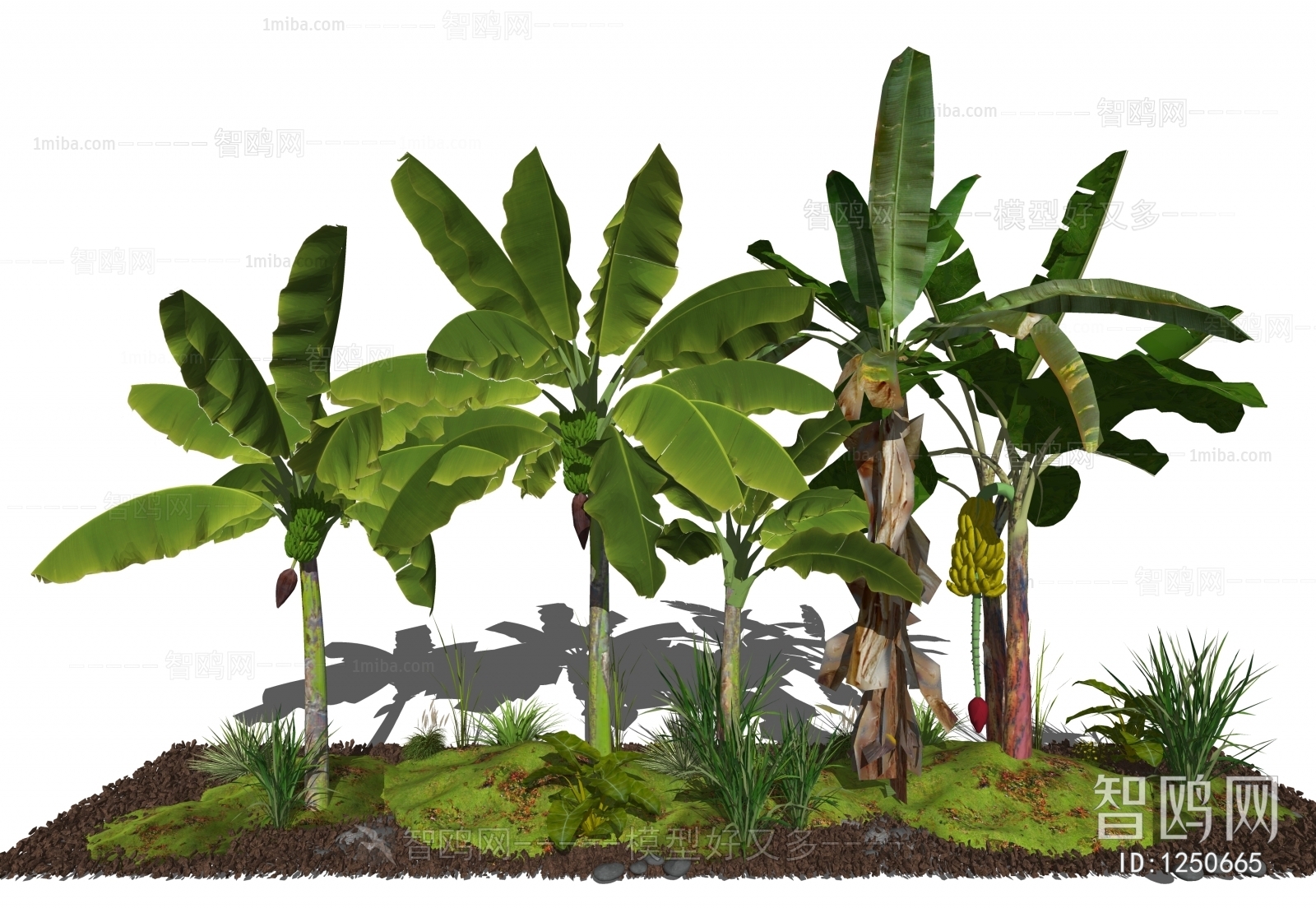 现代香蕉树、芭蕉树、花草植被