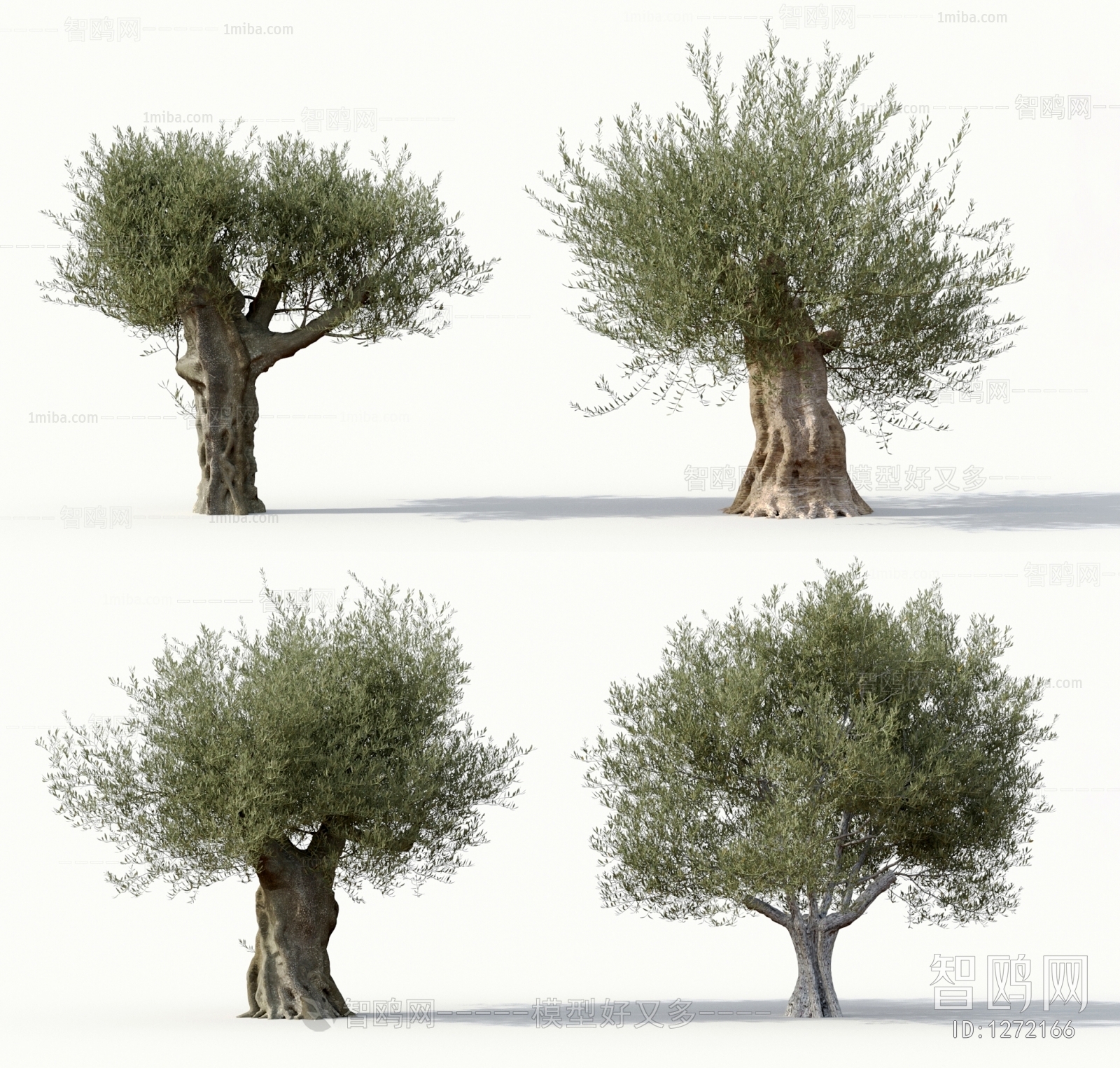 现代橄榄树