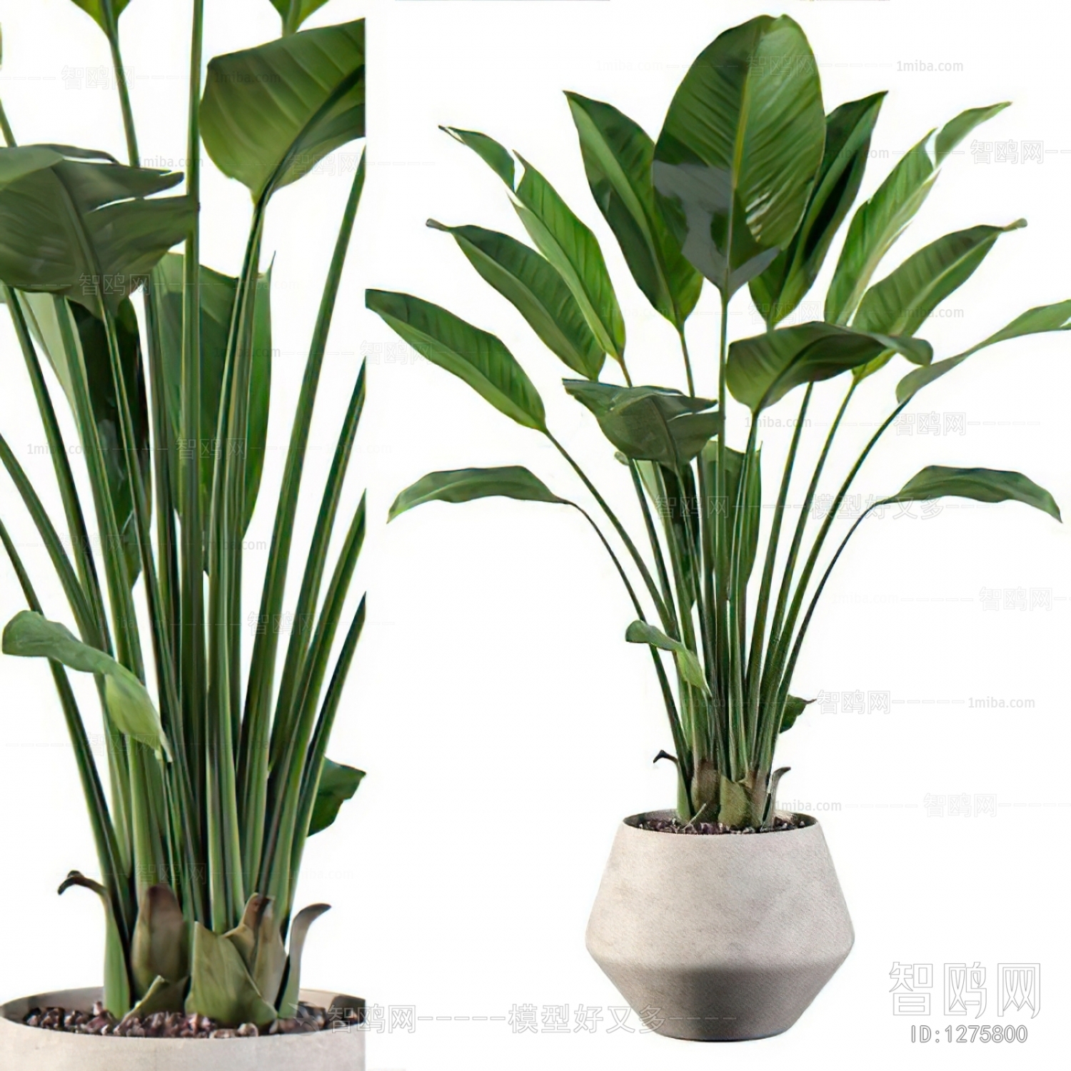 Modern Potted Green Plant