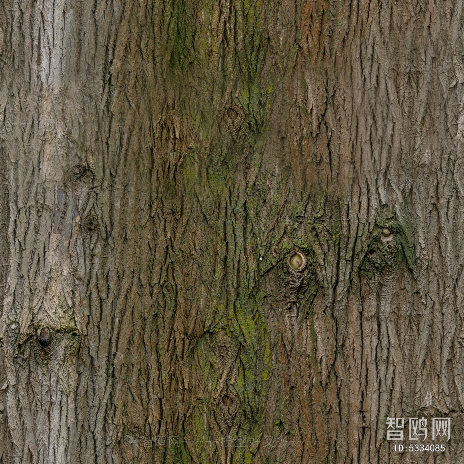 Bark Texture