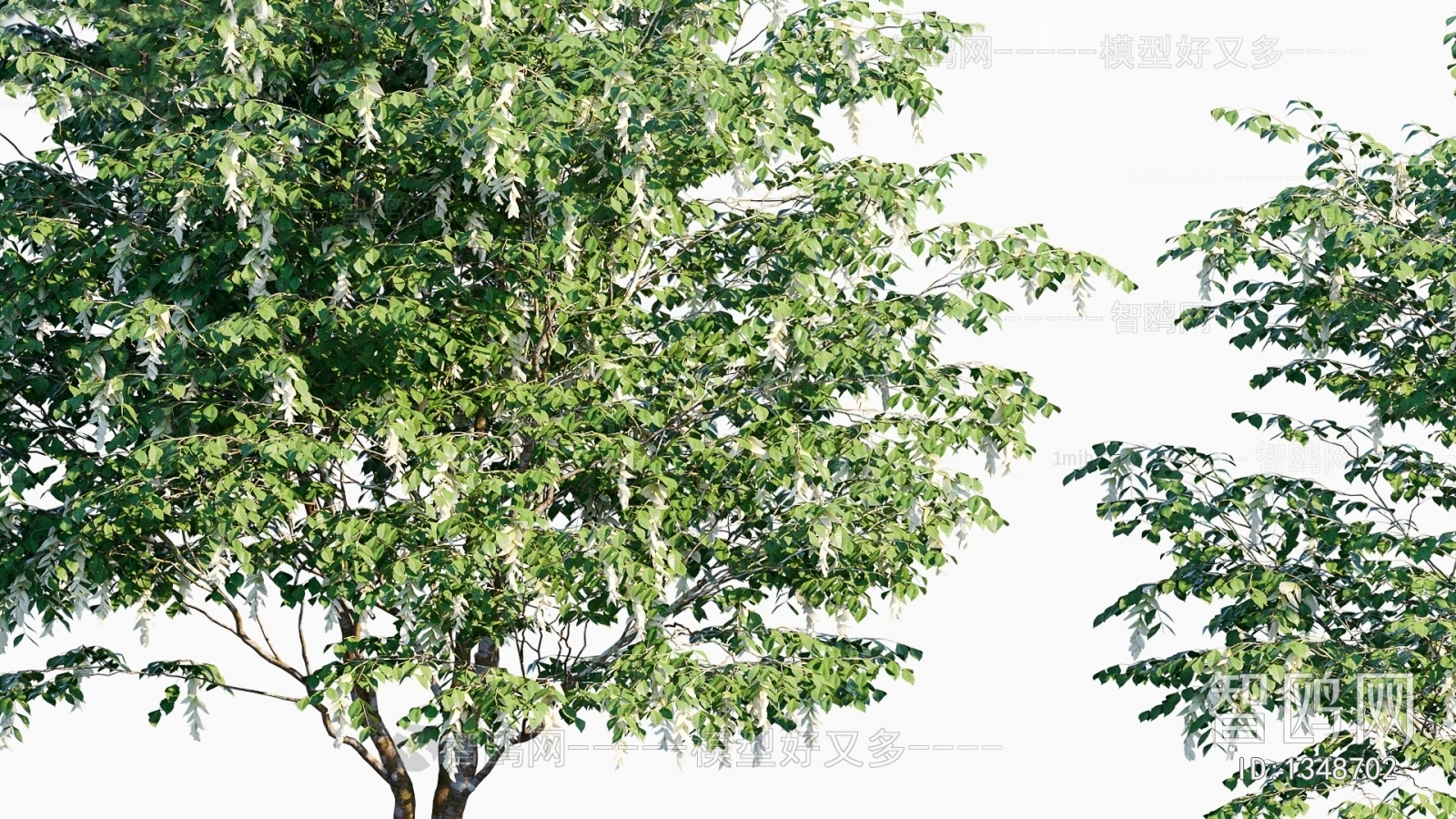 现代植物树木