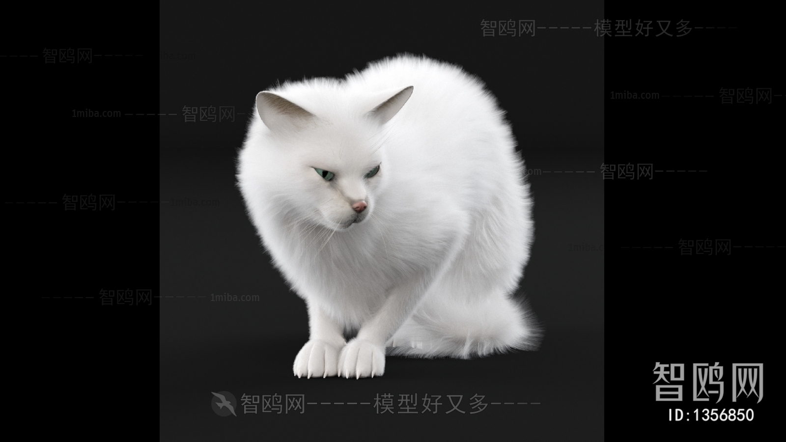 现代动物猫