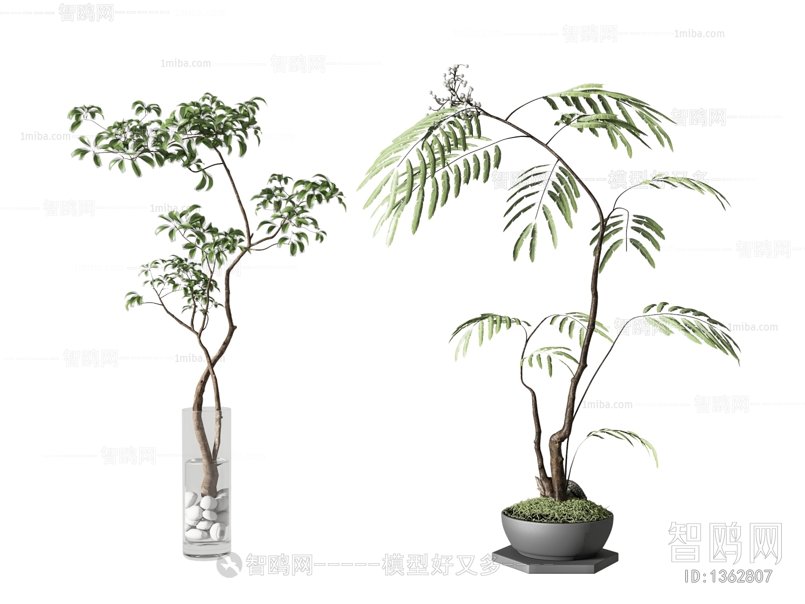 现代水生植物盆栽