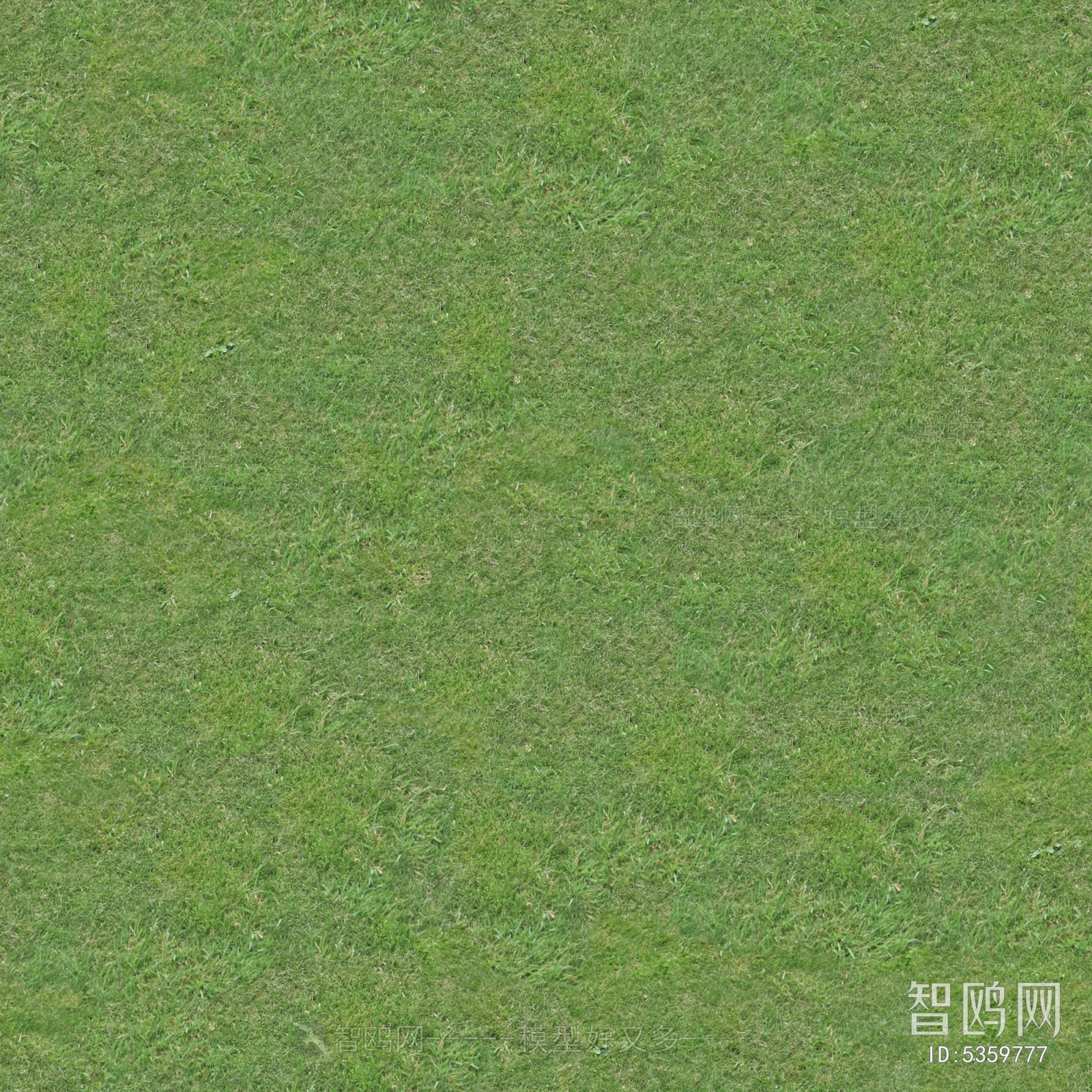 Grass