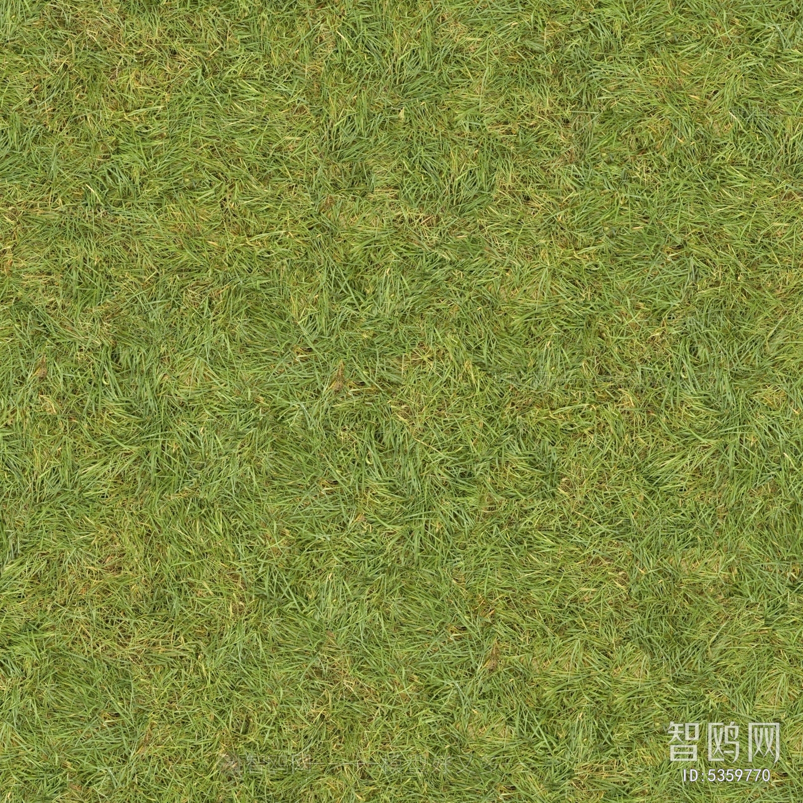 Grass