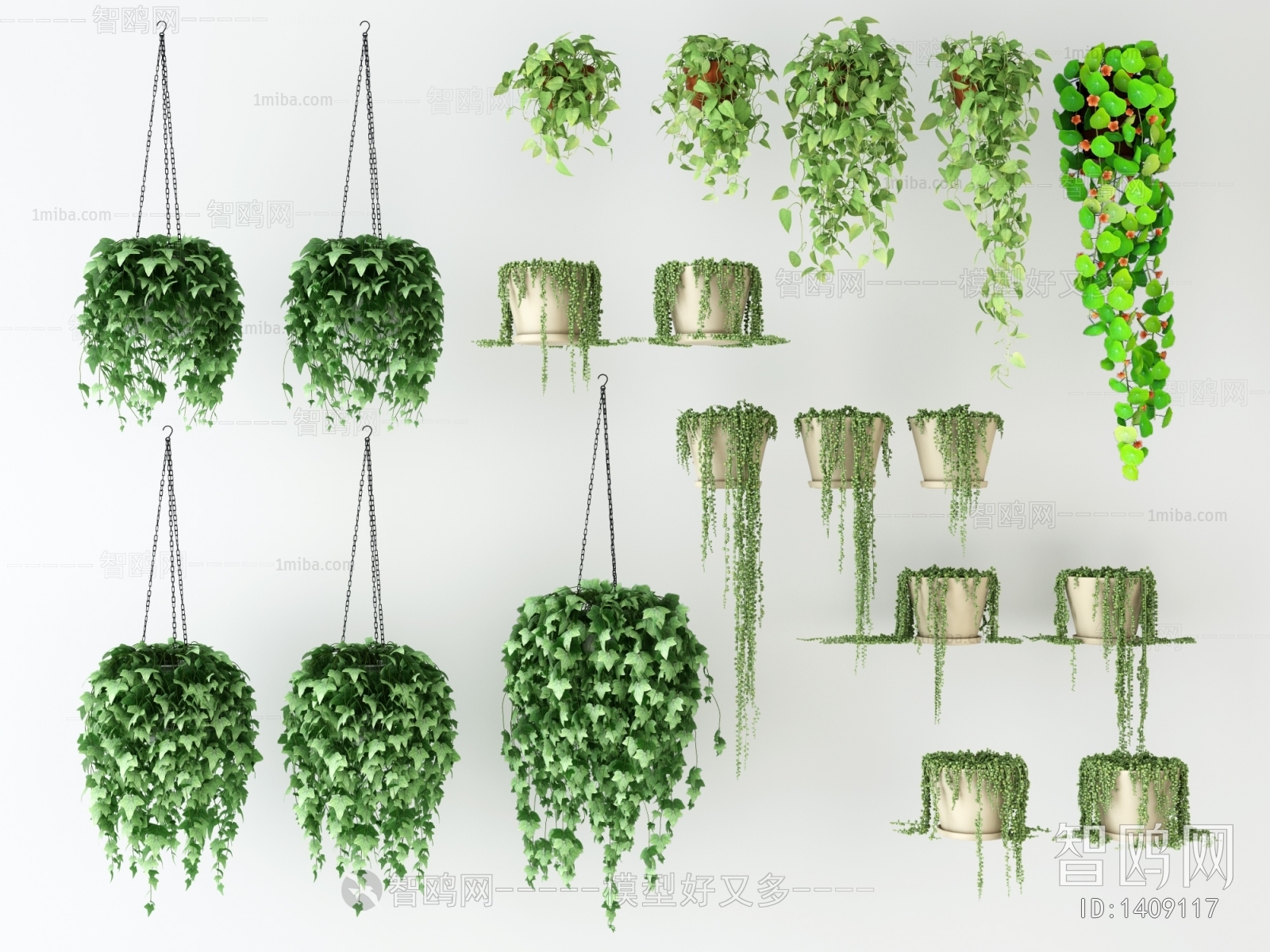 Modern Chlorophytum Comosum