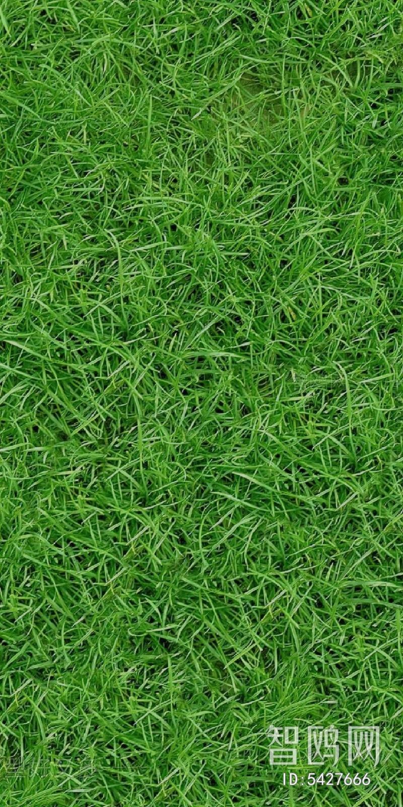 Grass