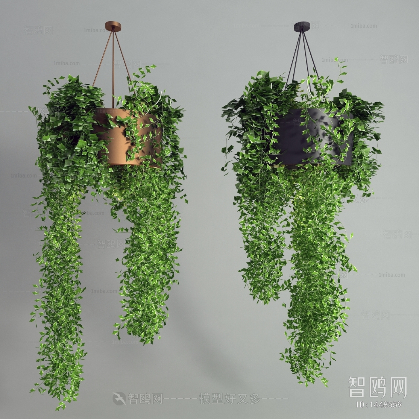 Modern Chlorophytum Comosum