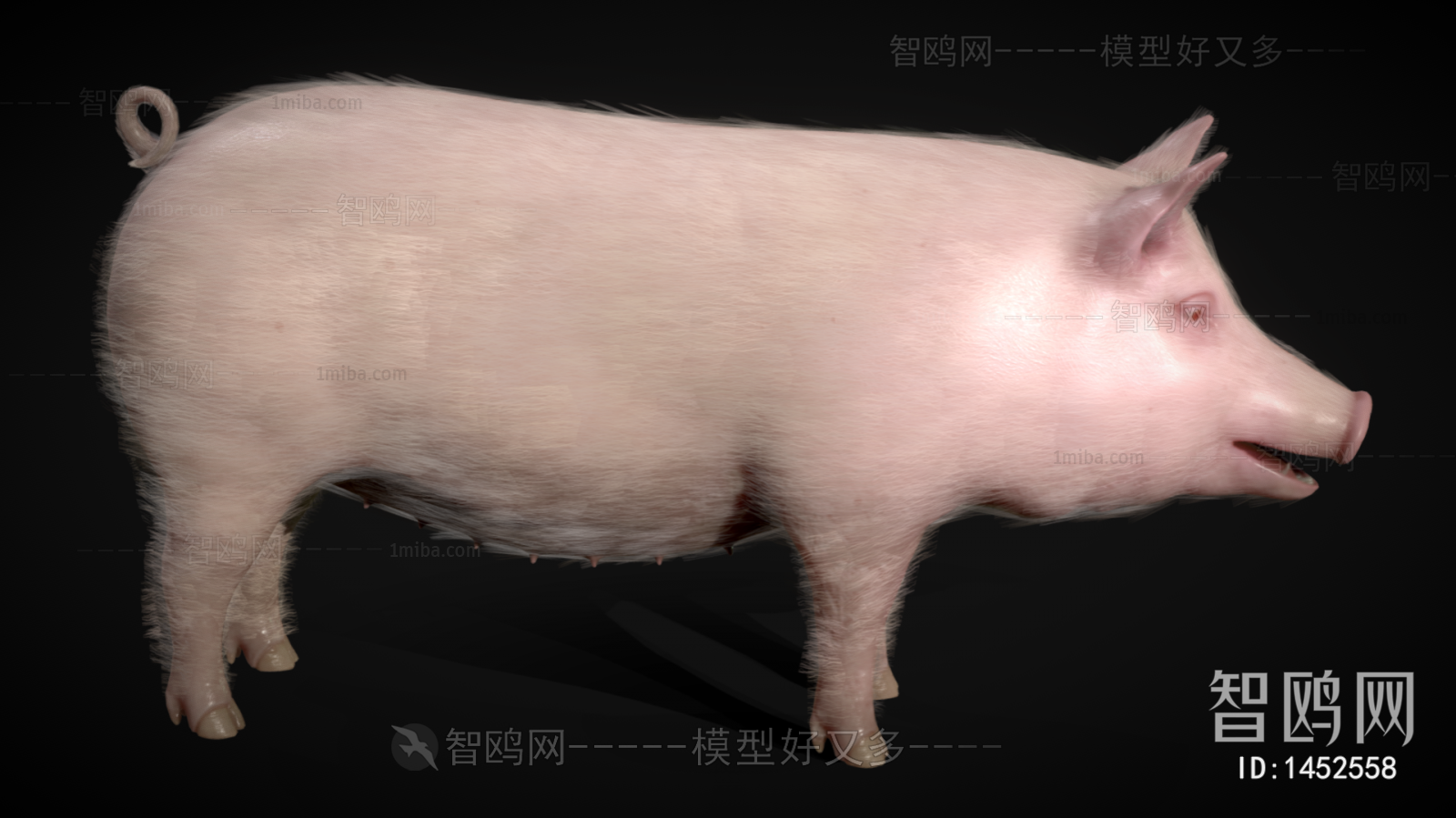 现代动物猪