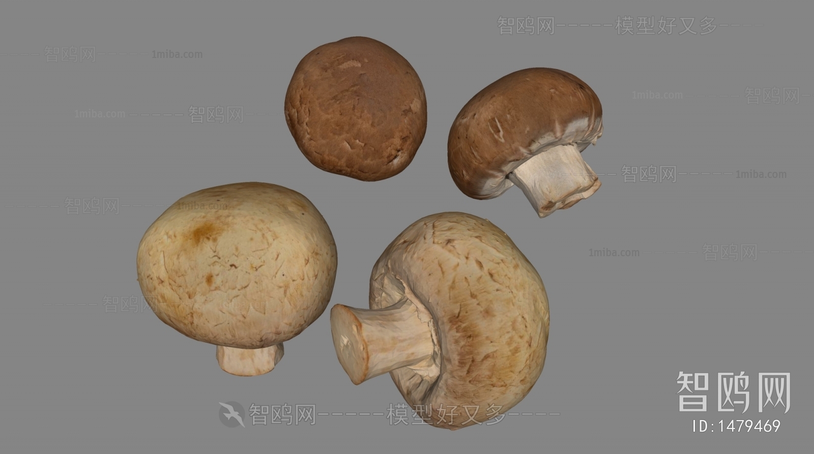 现代蘑菇 香菇