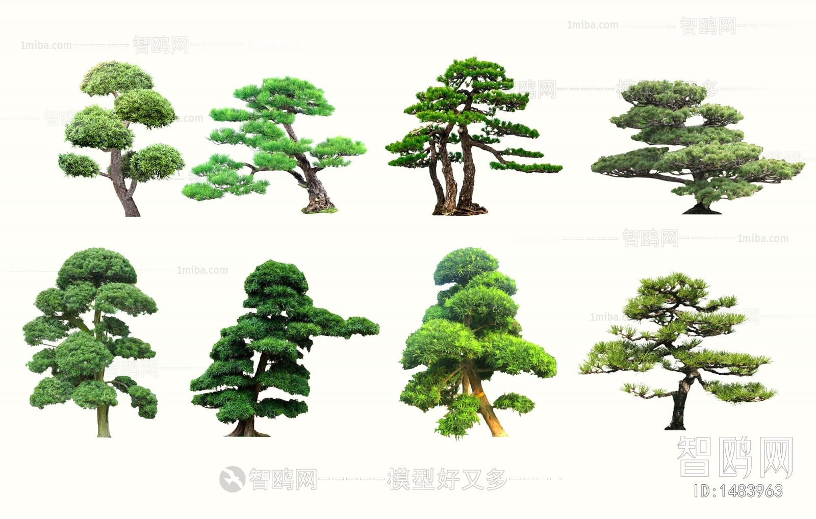 中式新中式罗汉松树