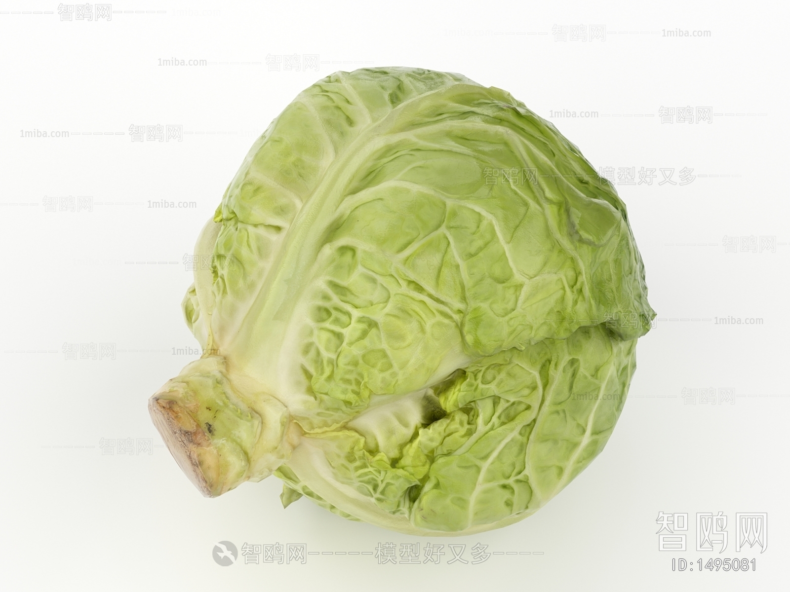 现代卷心白菜