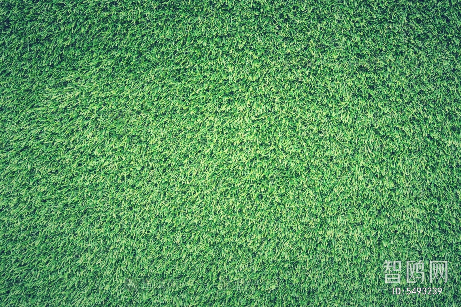 Grass