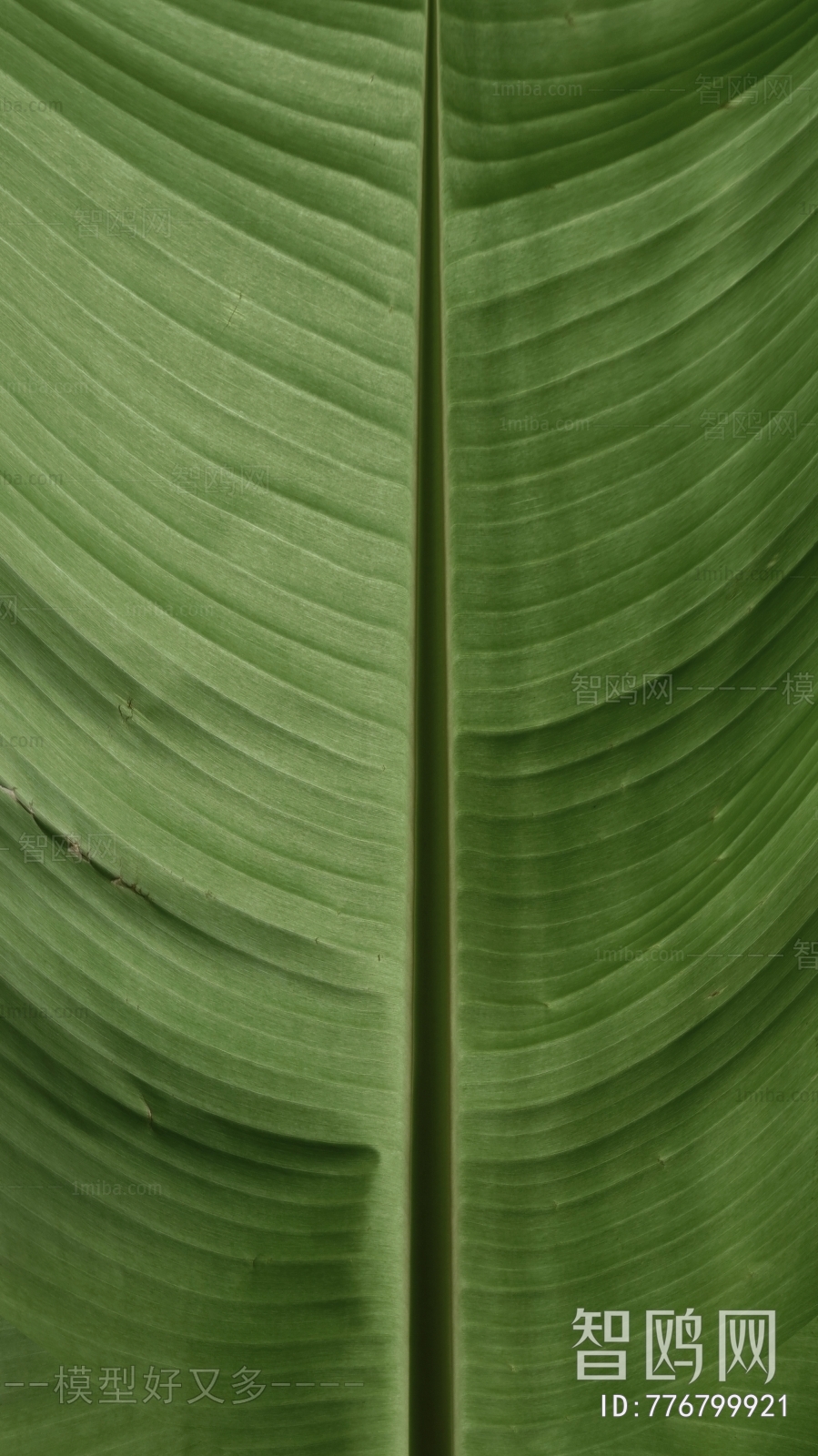 Plant Leaves