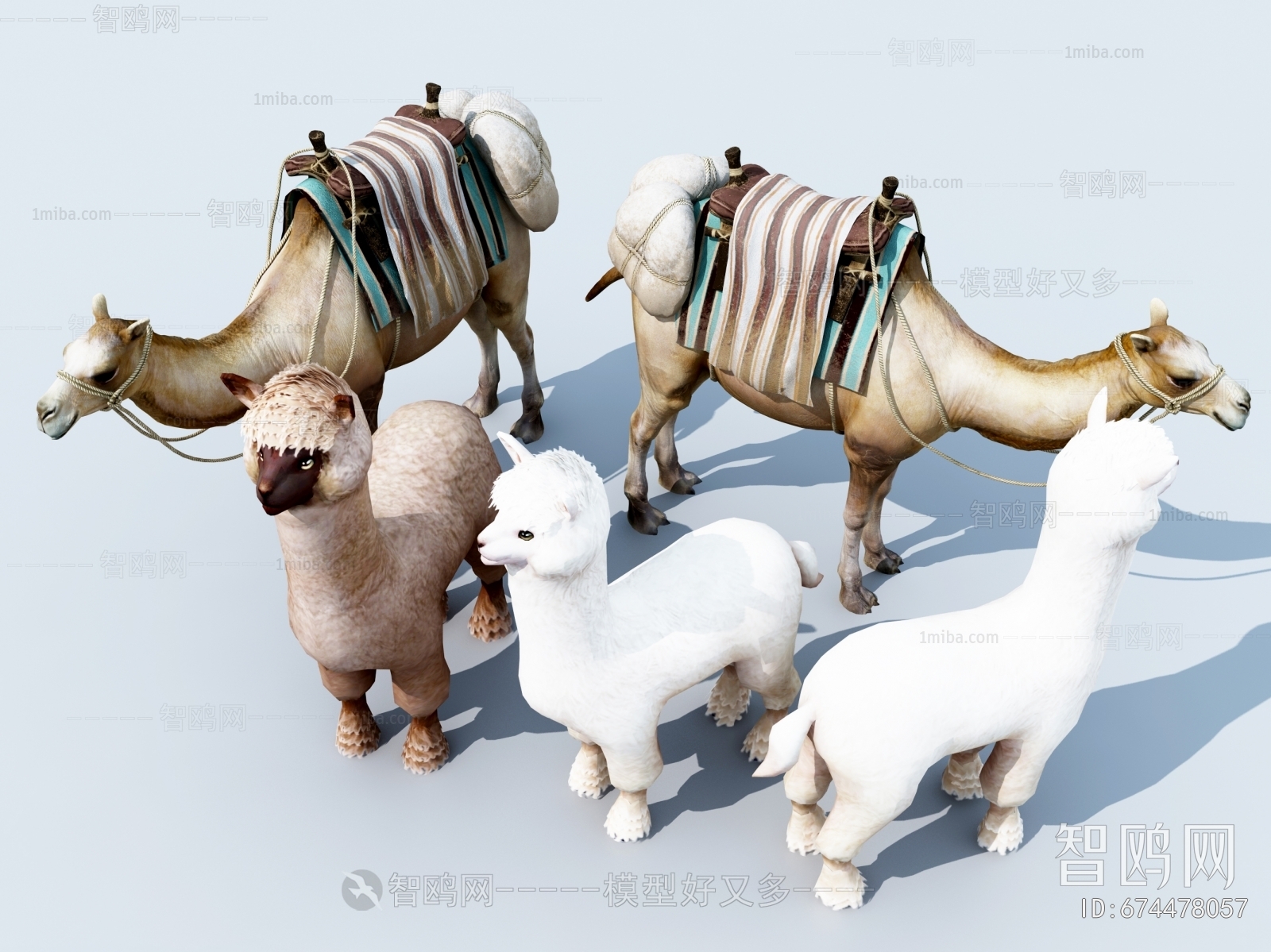 现代骆驼，羊驼