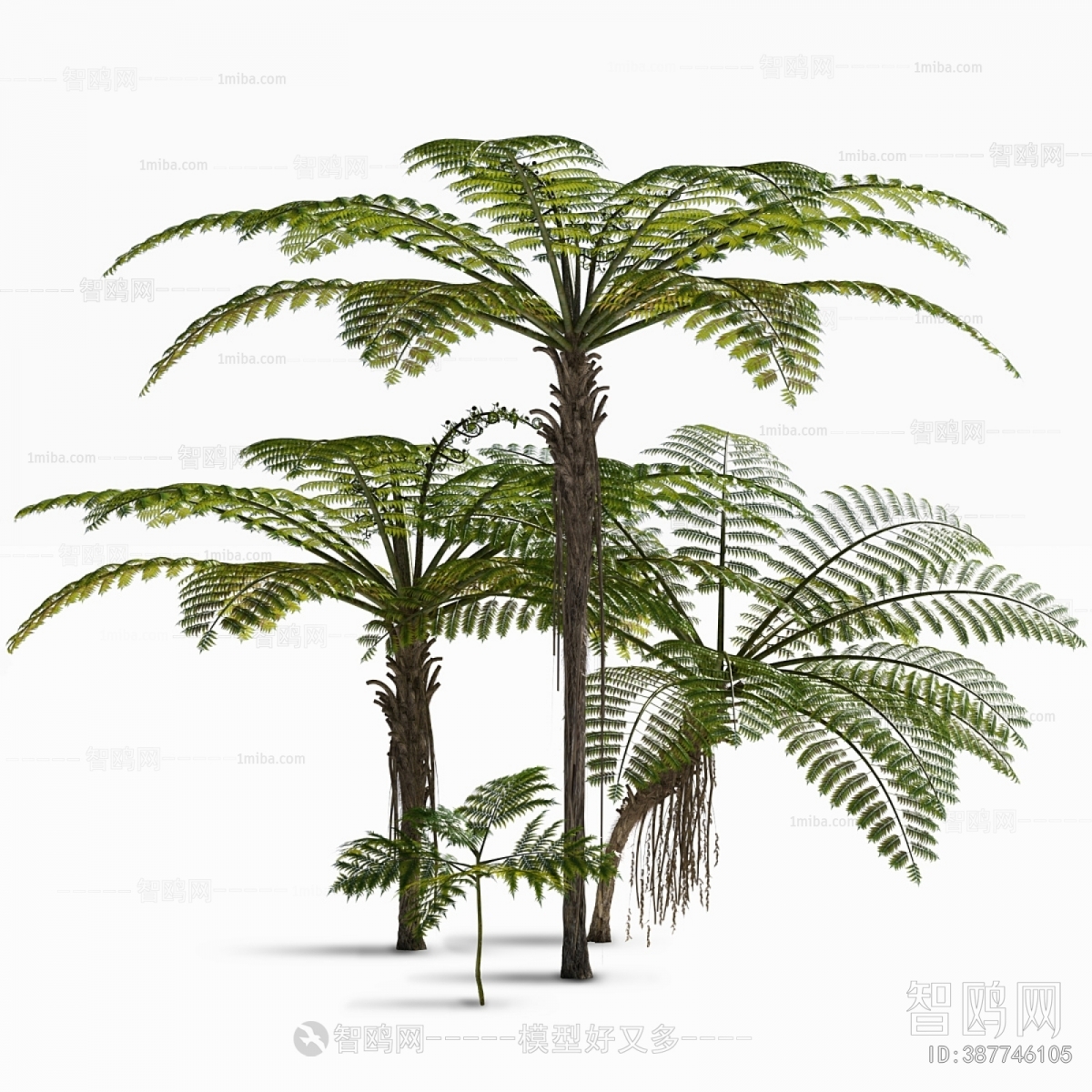现代热带植物树