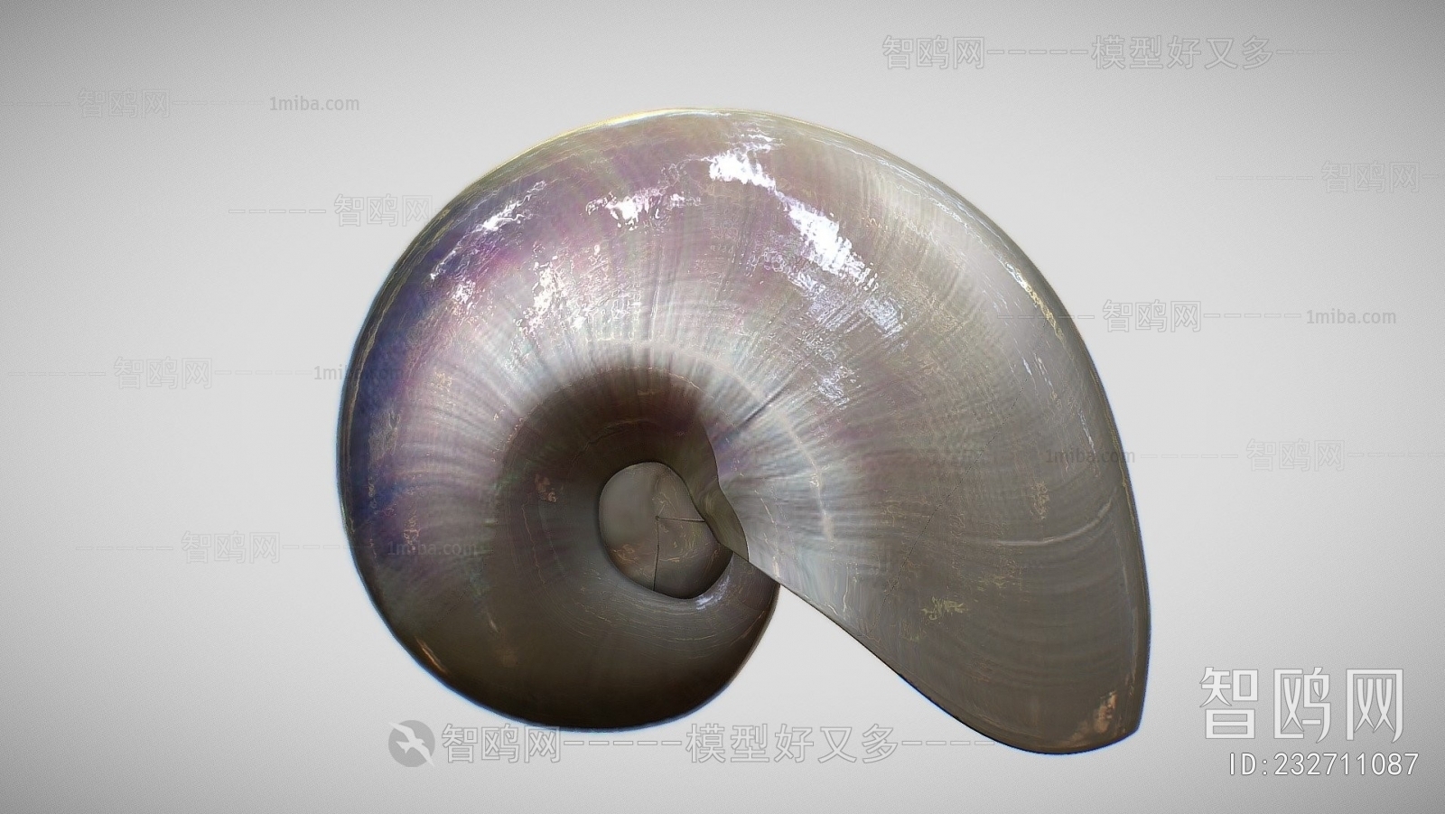现代鹦鹉螺