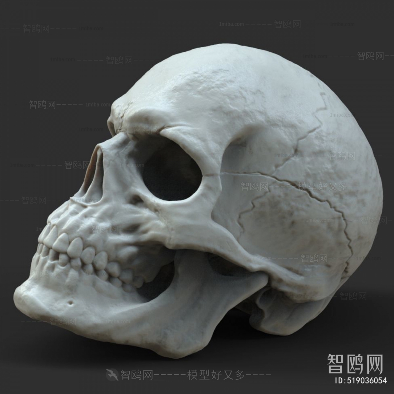 现代人类头骨
