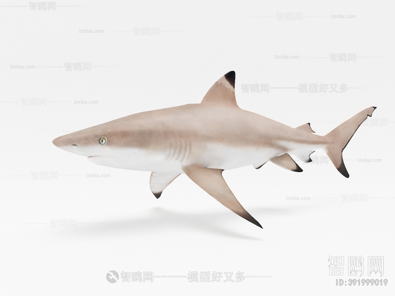 现代鲨鱼