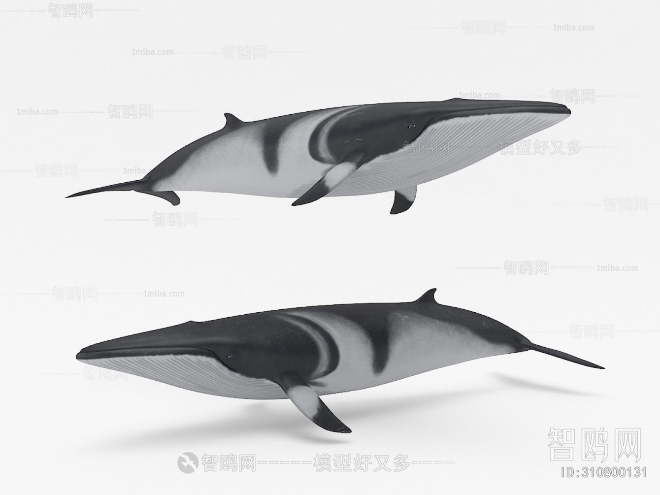 现代鲸鱼