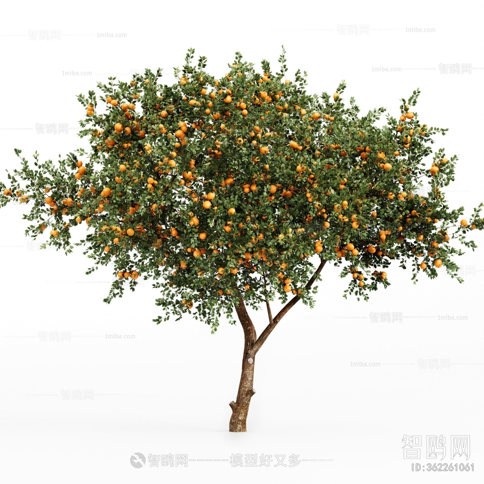 现代橘子树