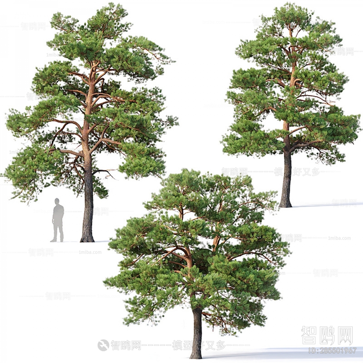 Pinus sylvestris现代乔木