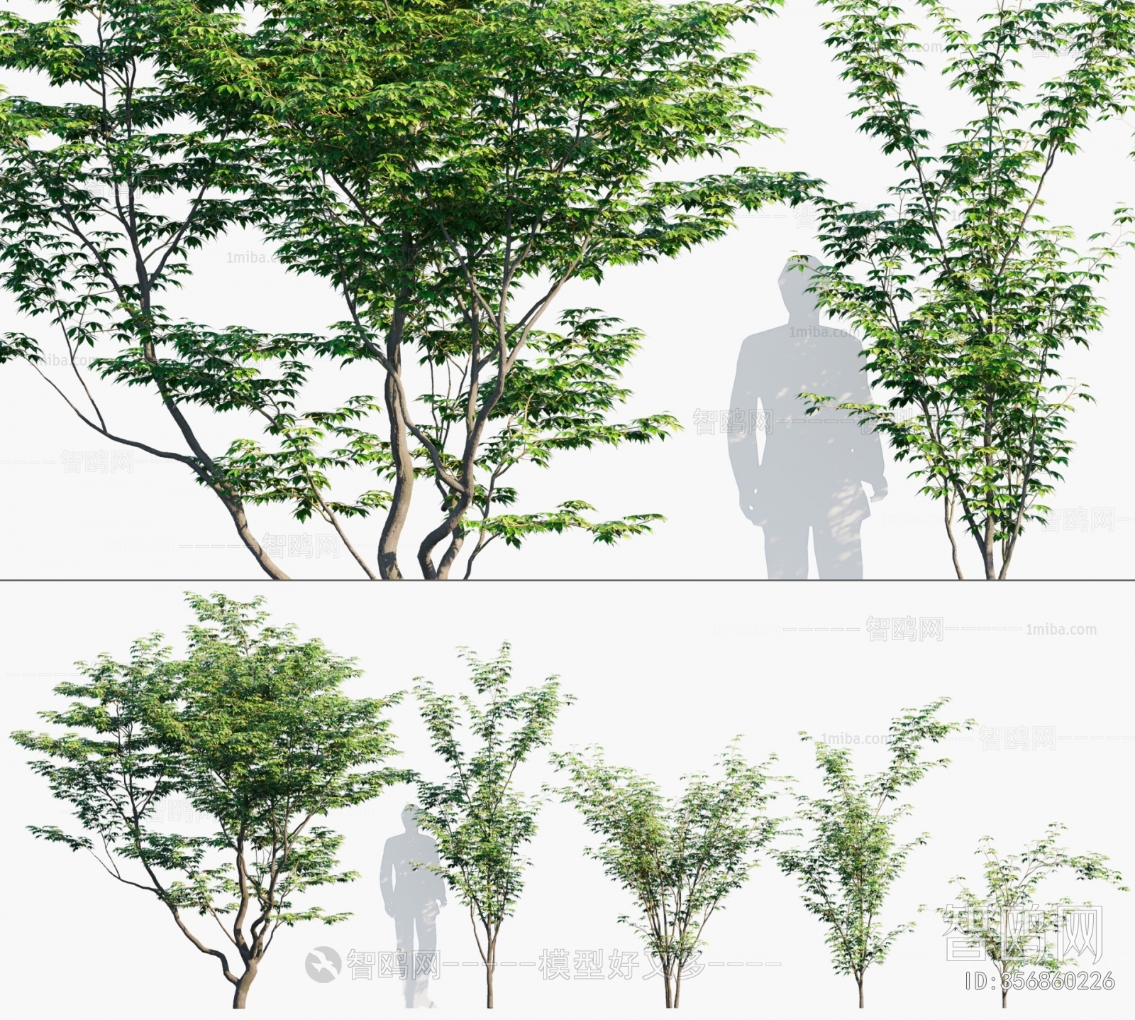 现代鸡爪槭 景观树