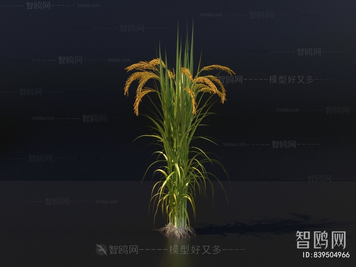 现代水稻