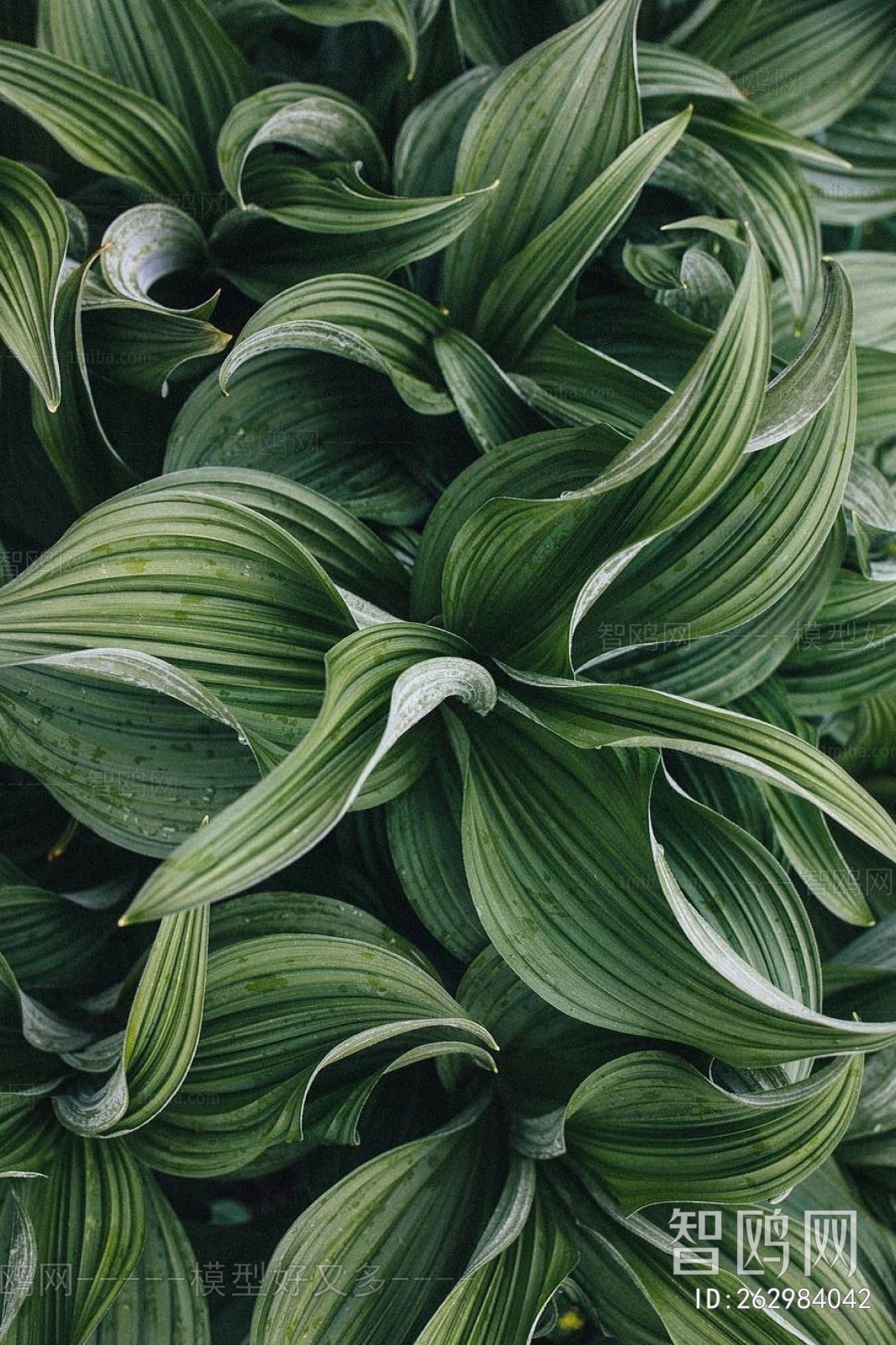 Botanical Painting