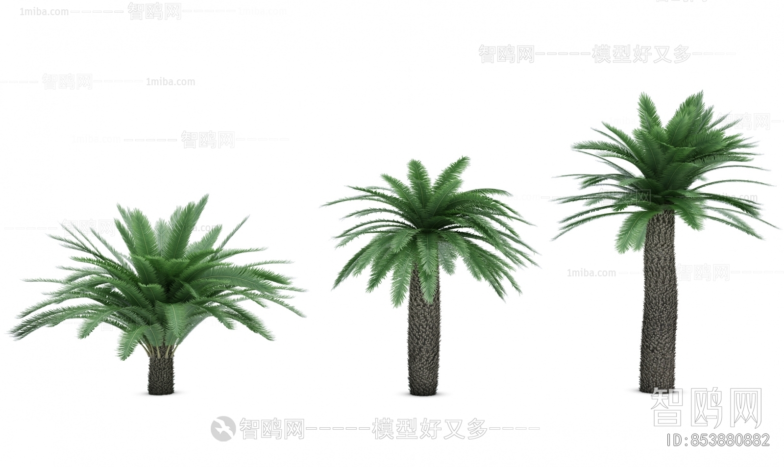 现代热带植物树